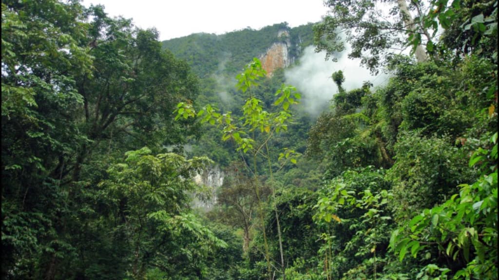 Mount Mulu: An Ecological Wonderland