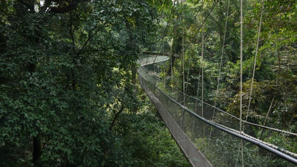 Mount Mulu: An Ecological Wonderland