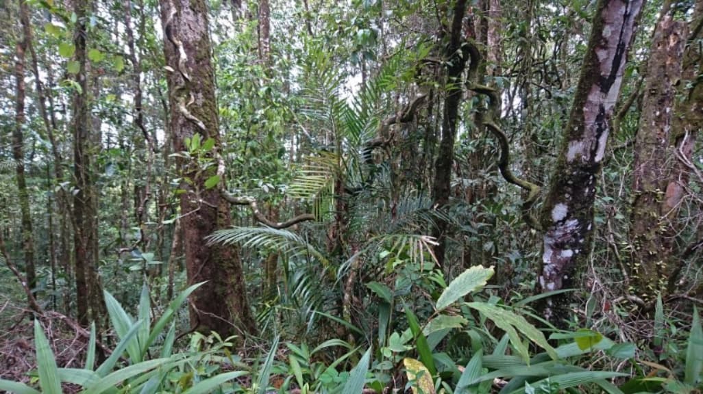 Kinabalu Park: Sabah's Ecological Wonderland