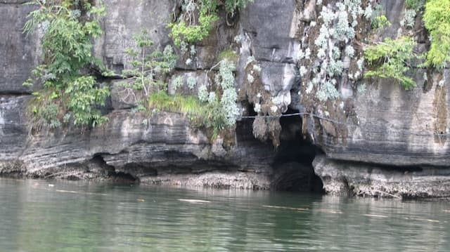 Langkawi Mangrove Tour