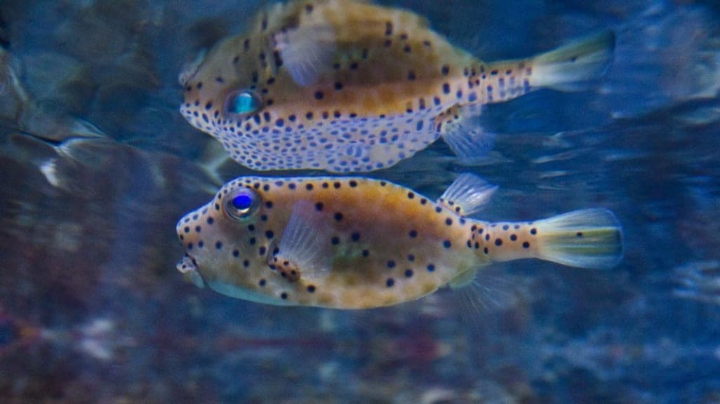 Underwater World Langkawi: An Aquatic Adventure