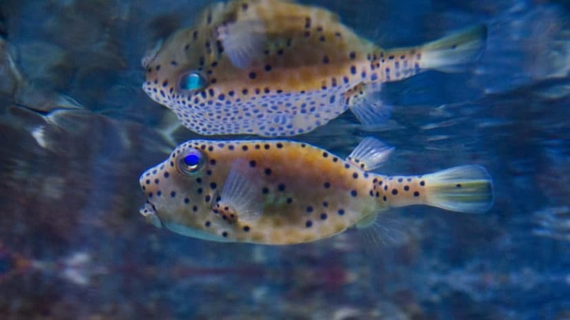Underwater World Langkawi