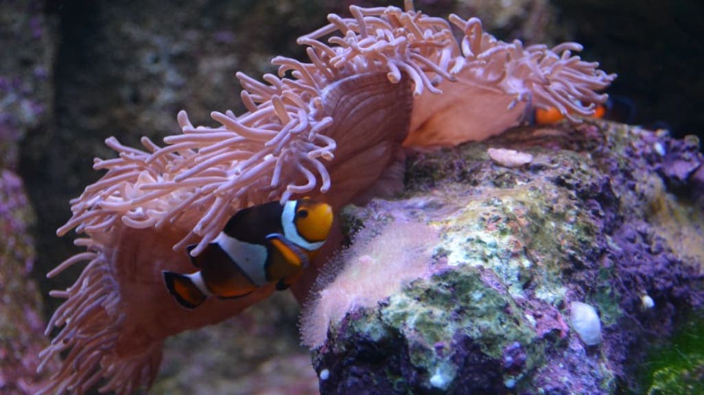 Underwater World Langkawi: An Aquatic Adventure