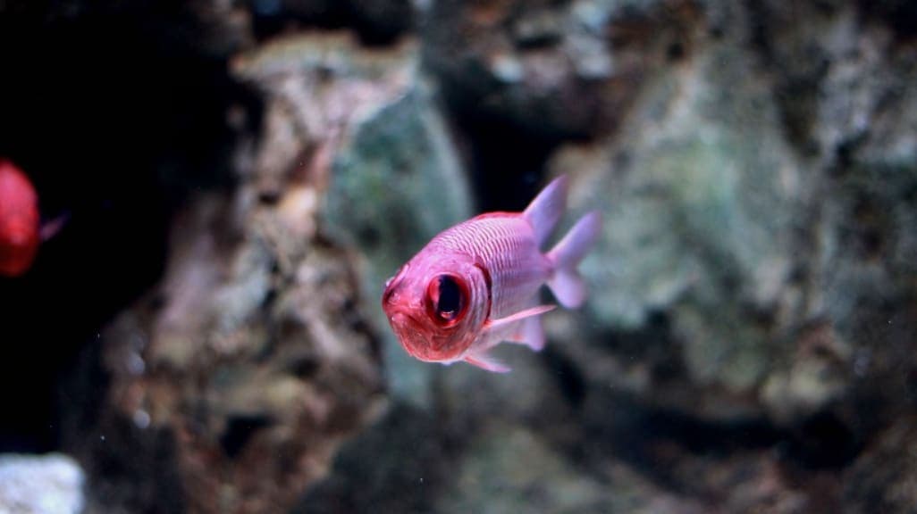 Underwater World Langkawi: An Aquatic Adventure