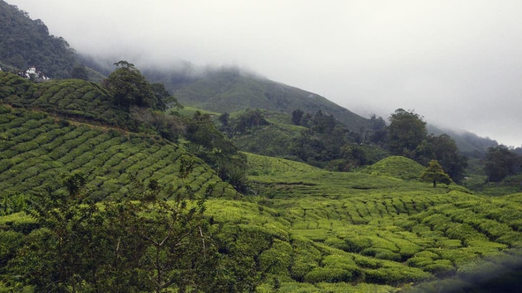 Cameron Highlands: A Serene Hill Station Retreat