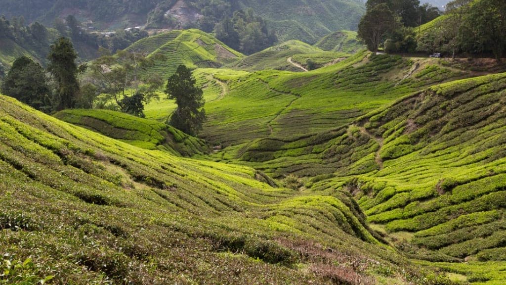 Cameron Highlands: A Serene Hill Station Retreat