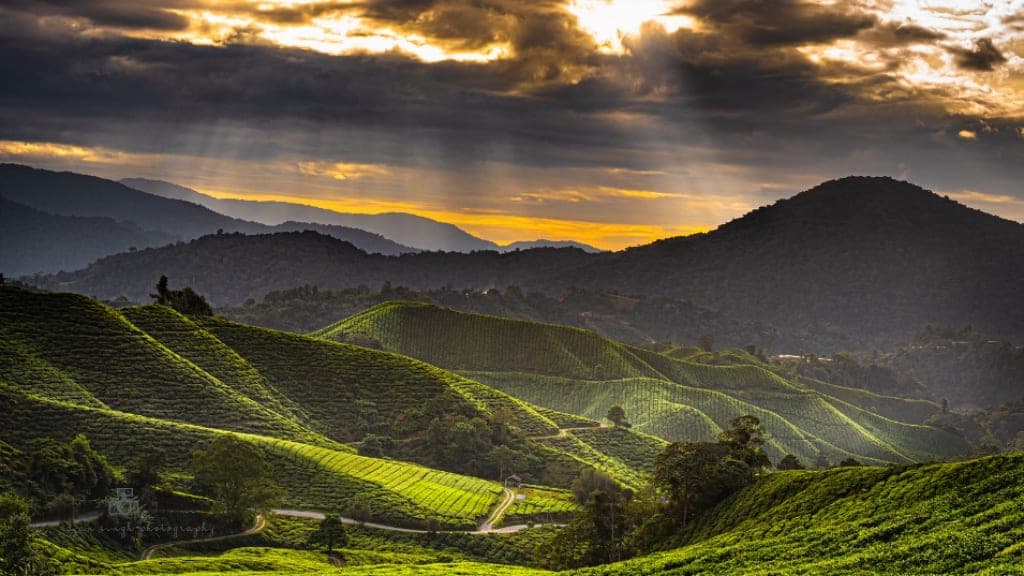 Cameron Highlands: A Serene Hill Station Retreat