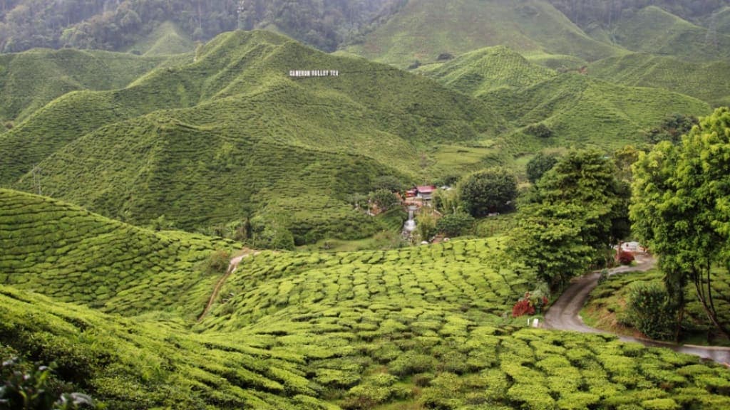 Cameron Highlands: A Serene Hill Station Retreat