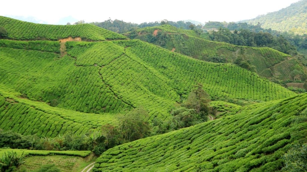 Cameron Highlands: A Serene Hill Station Retreat