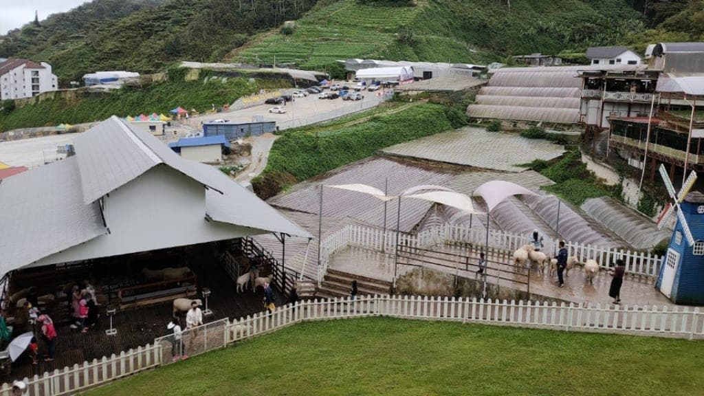 THE SHEEP SANCTUARY: A Delightful Encounter with Furry Friends