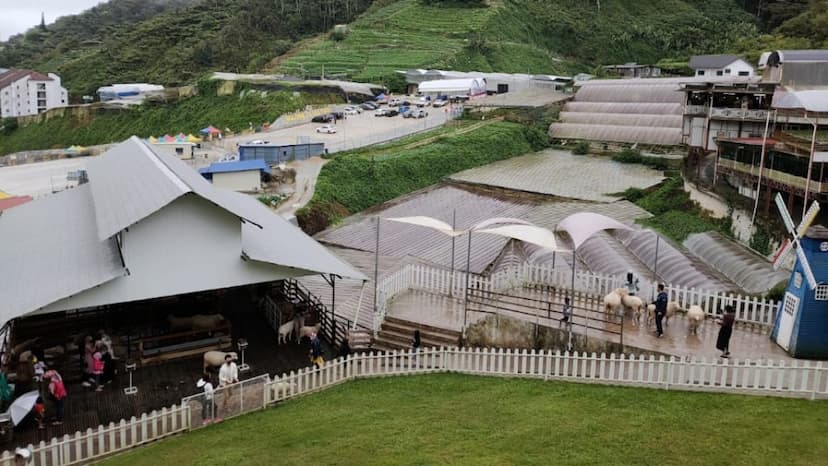 THE SHEEP SANCTUARY