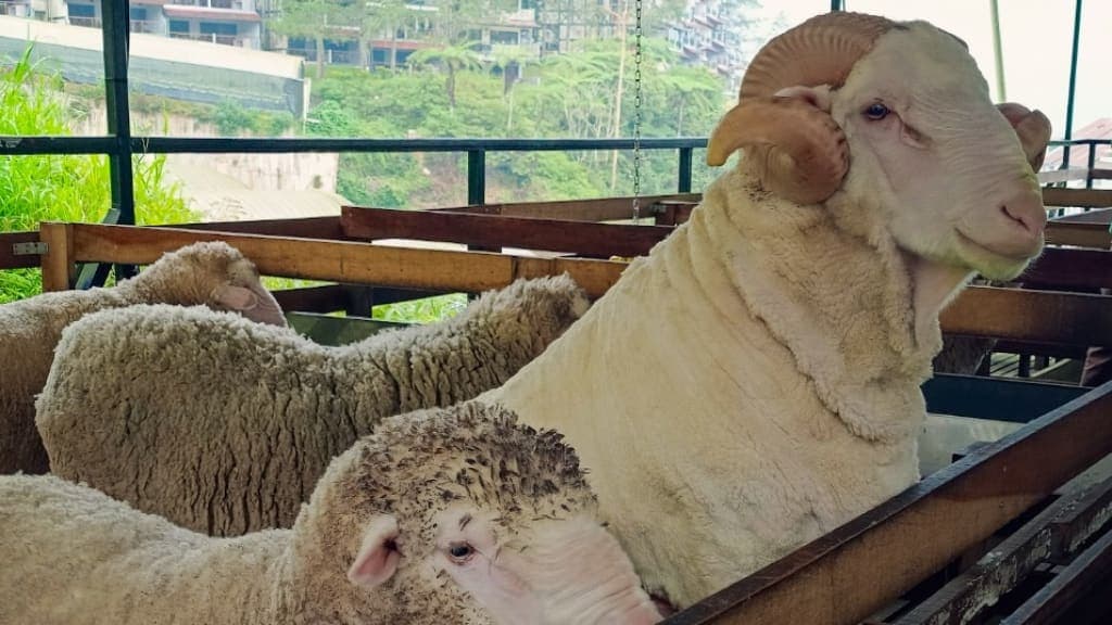THE SHEEP SANCTUARY: A Delightful Encounter with Furry Friends