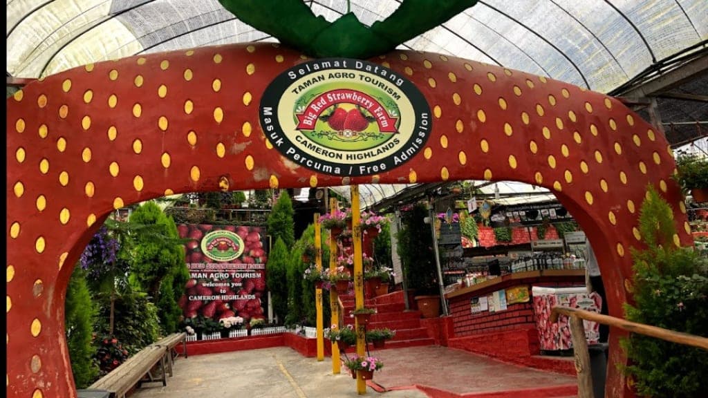Big Red Strawberry Farm: A Berry Lover's Paradise