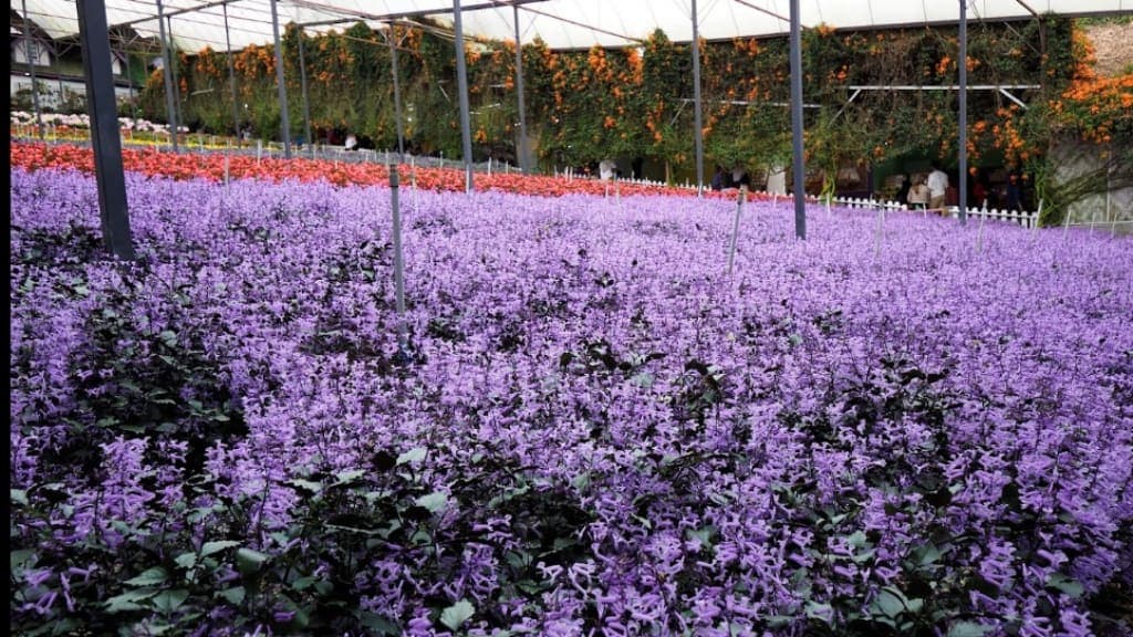 Lavender Garden (Cameron Lavender): A Fragrant Escape