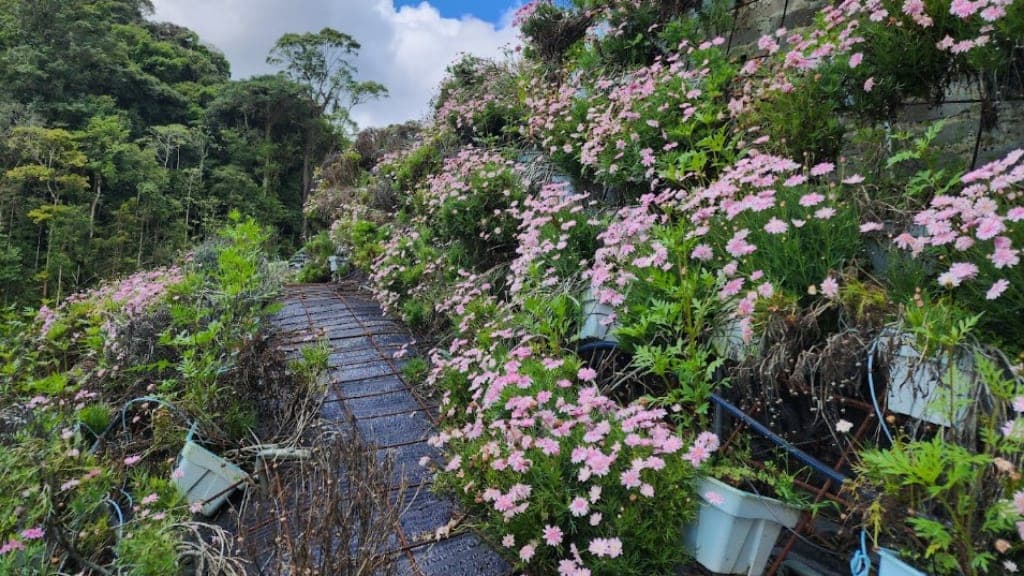 Cameron Highlands Flora Park: A Botanical Wonderland