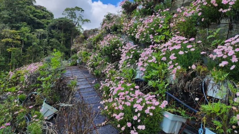 Cameron Highlands Flora Park