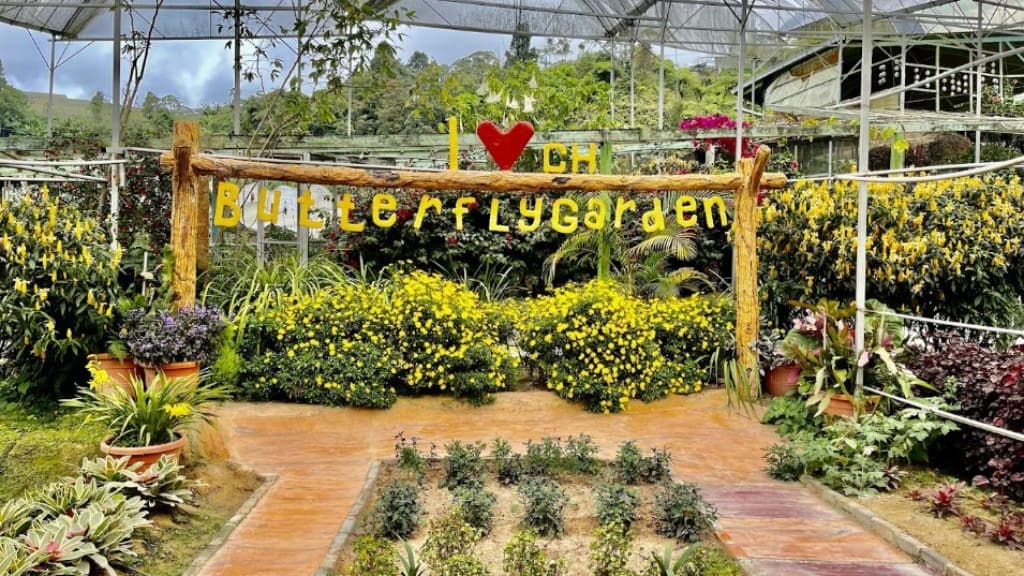 Cameron Highland Butterfly Farm: A Fluttering Paradise