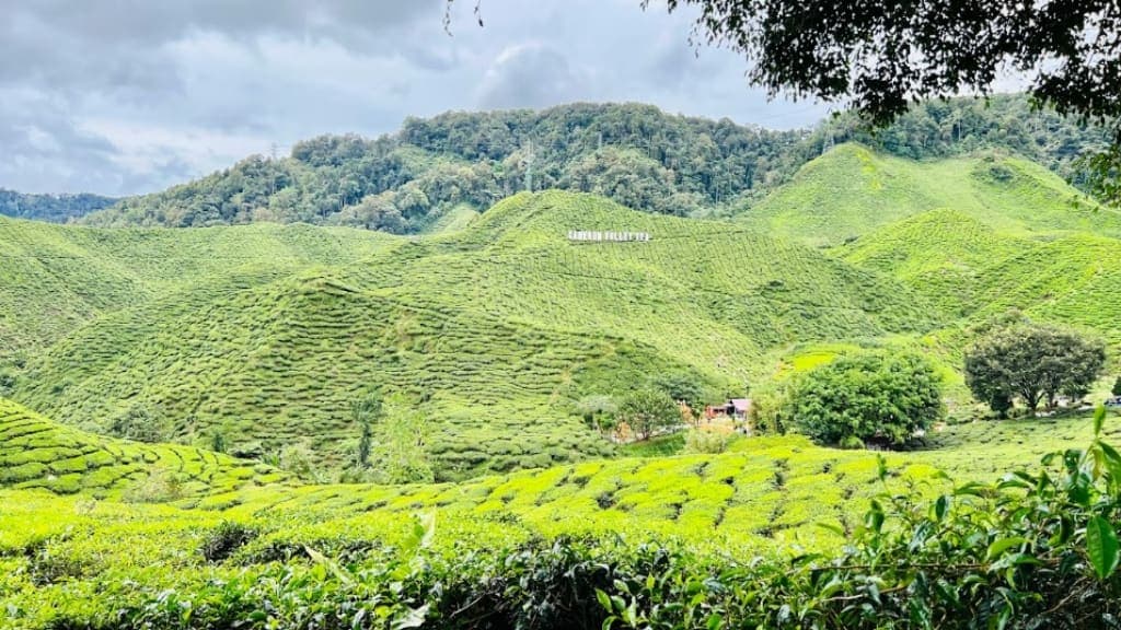 Boh Tea Estate Habu: A Tea Lover's Haven