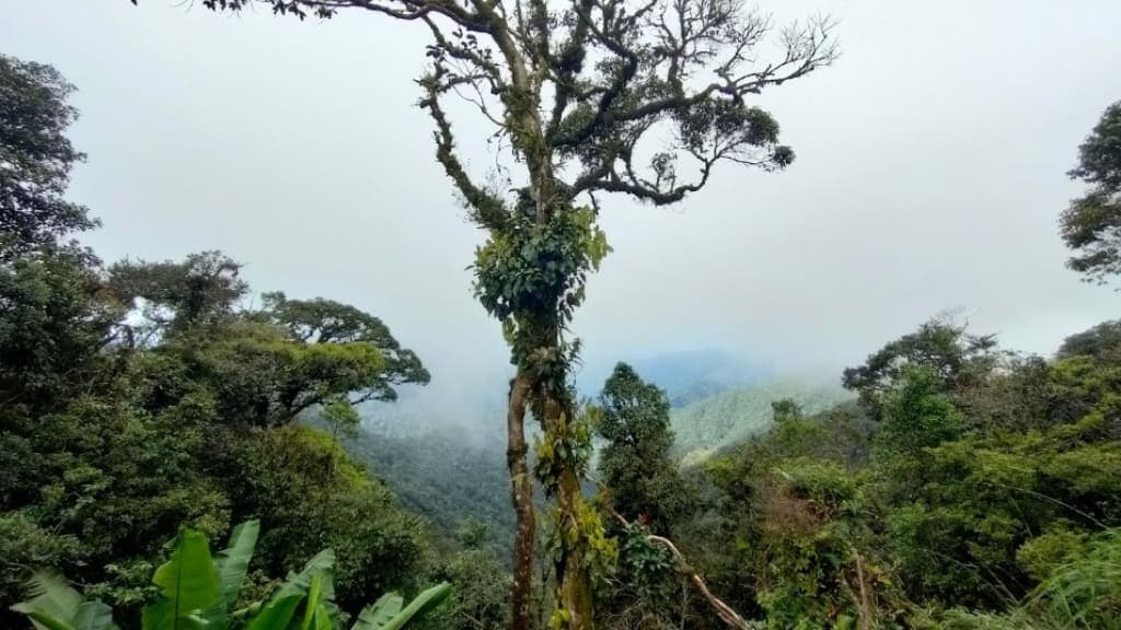 Mossy Forest: A Mystical Natural Wonderland