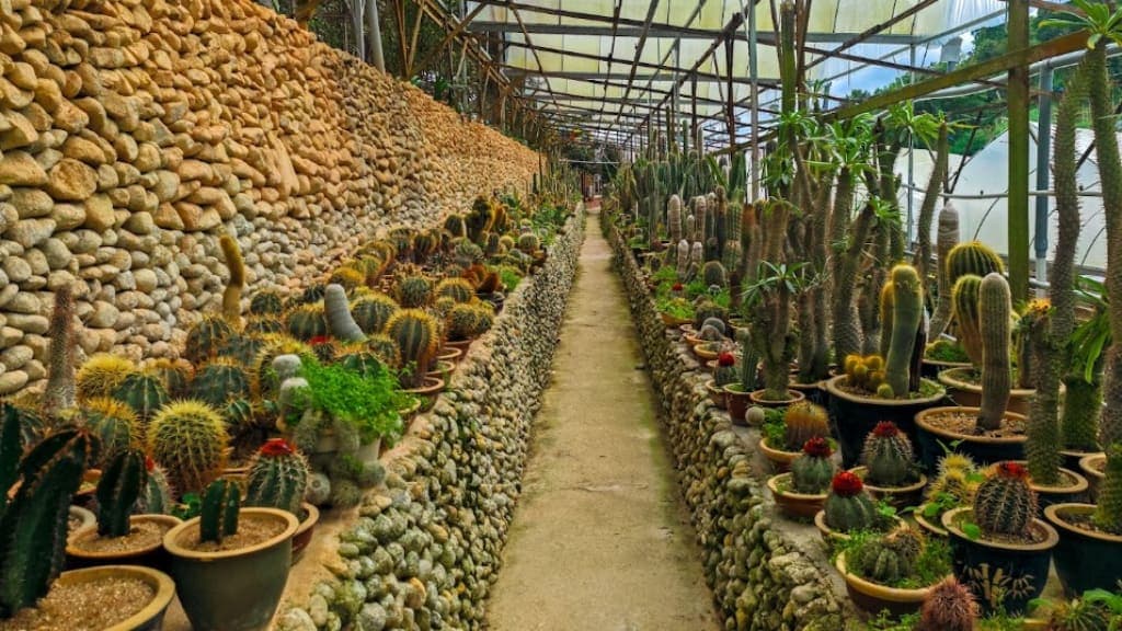 Cactus Valley: A Spectacular Display of Desert Flora