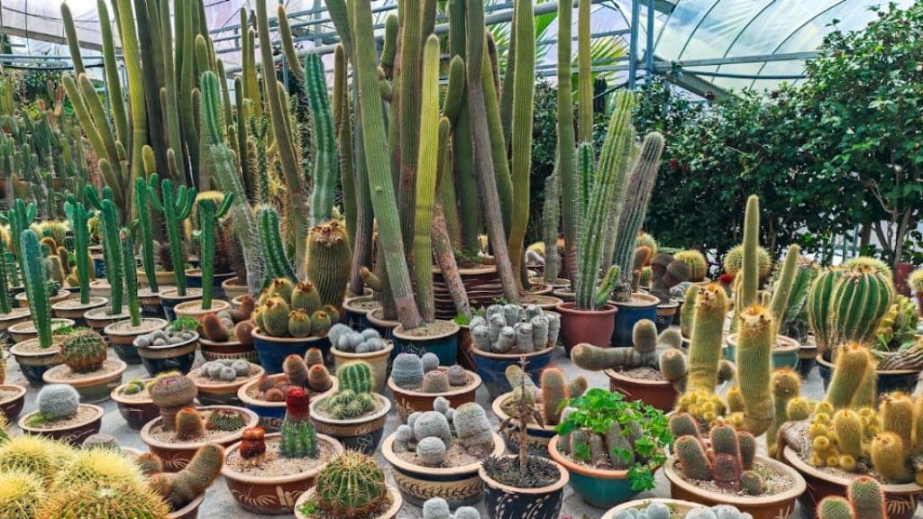 Cactus Valley: A Spectacular Display of Desert Flora