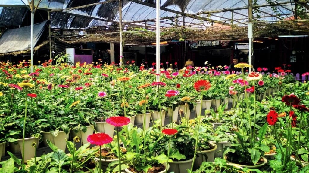 Genting Strawberry Leisure Farms: A Berry Delightful Experience