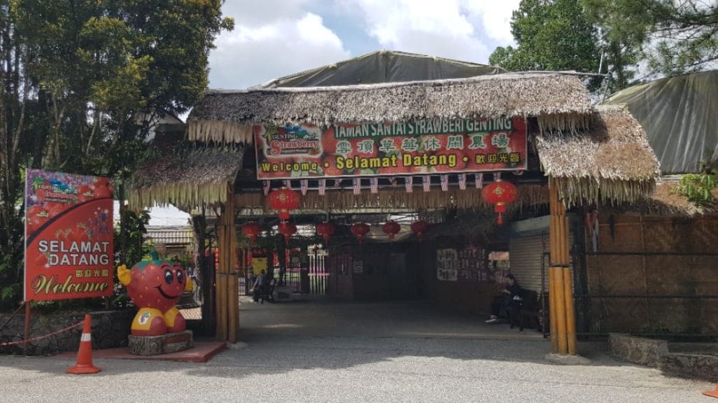 Genting Strawberry Leisure Farms: A Berry Delightful Experience