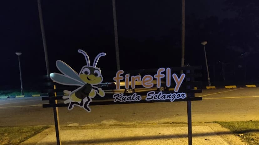 Kuala Selangor Fireflies