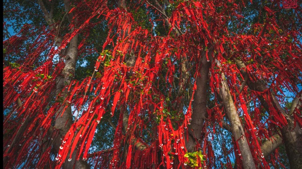 Sekinchan Wishing Tree: A Symbol of Hope and Beauty
