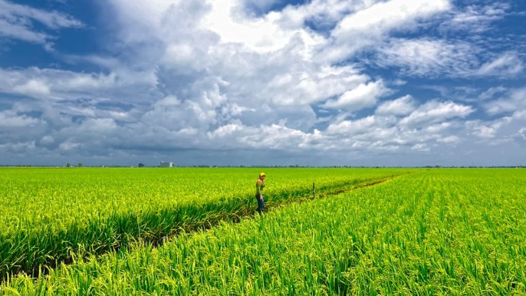 Sekinchan Padi Fields: A Panoramic View of Malaysia's Rice Bowl
