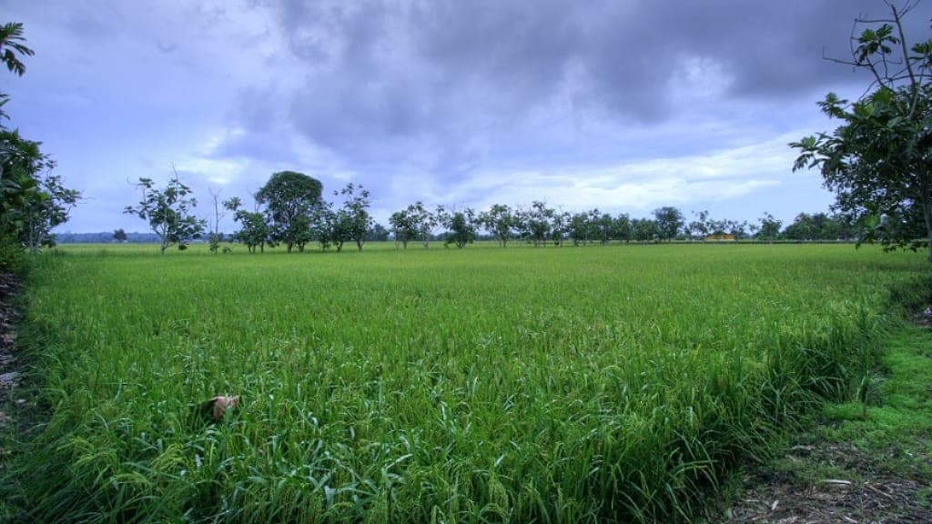 Sekinchan Padi Fields: A Panoramic View of Malaysia's Rice Bowl