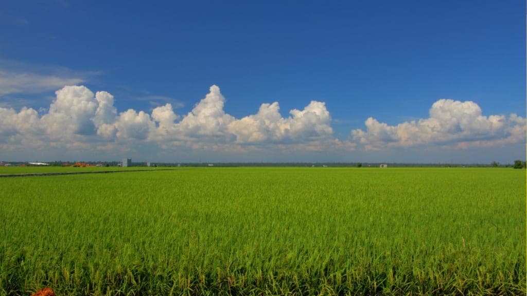 Sekinchan Padi Fields: A Panoramic View of Malaysia's Rice Bowl