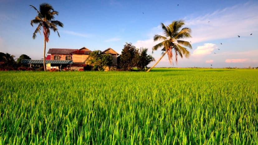 Sekinchan Padi Fields
