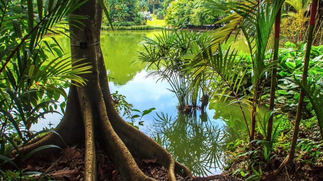 Singapore Botanic Gardens: A Green Sanctuary in the City
