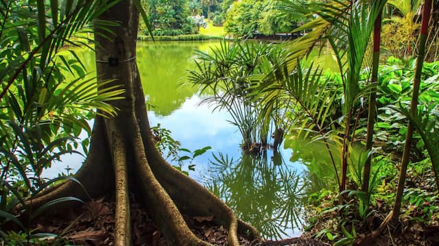 Singapore Botanic Gardens