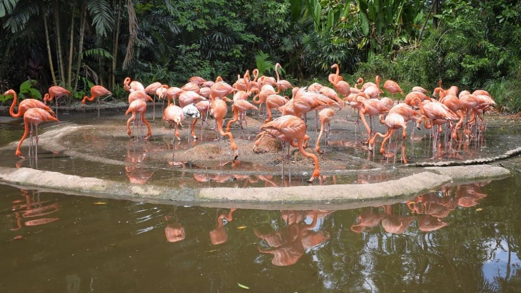 Singapore Zoo: A Window to the Wild