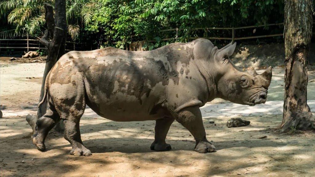 Singapore Zoo: A Window to the Wild