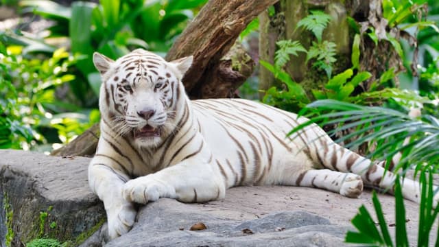 Singapore Zoo