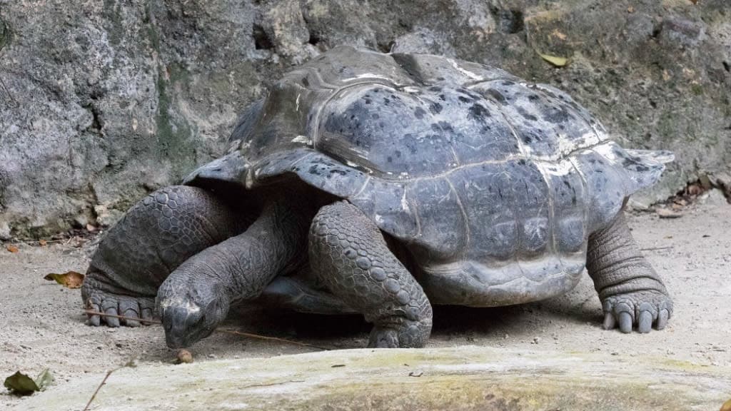 Singapore Zoo: A Window to the Wild