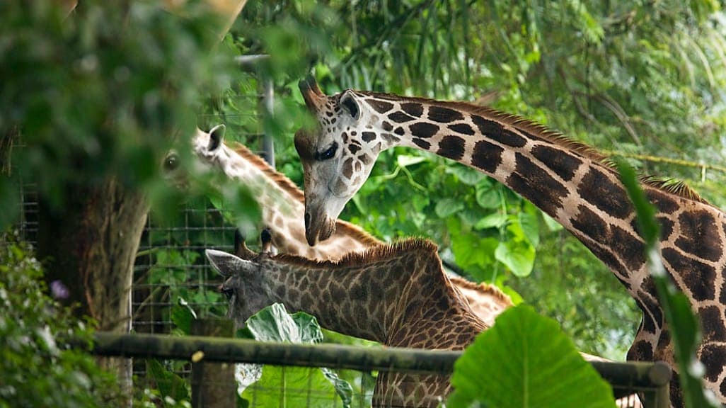 Singapore Zoo: A Window to the Wild