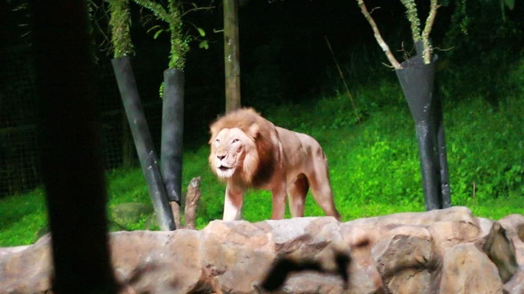 Night Safari: A Journey into the Nighttime Wilderness