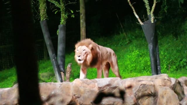 Night Safari