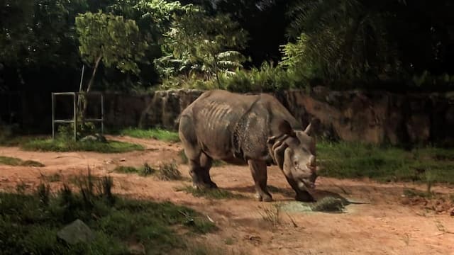 Night Safari