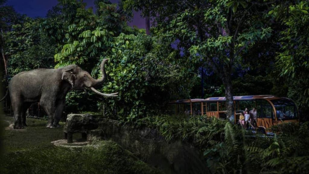 Night Safari: A Journey into the Nighttime Wilderness