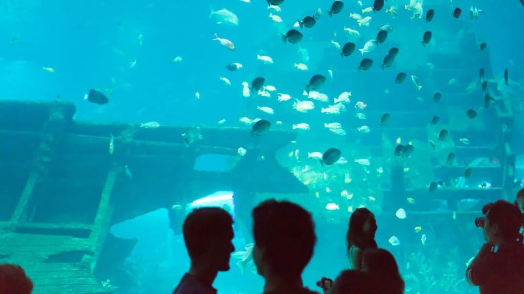 S.E.A. Aquarium: Dive into the Depths of the Ocean