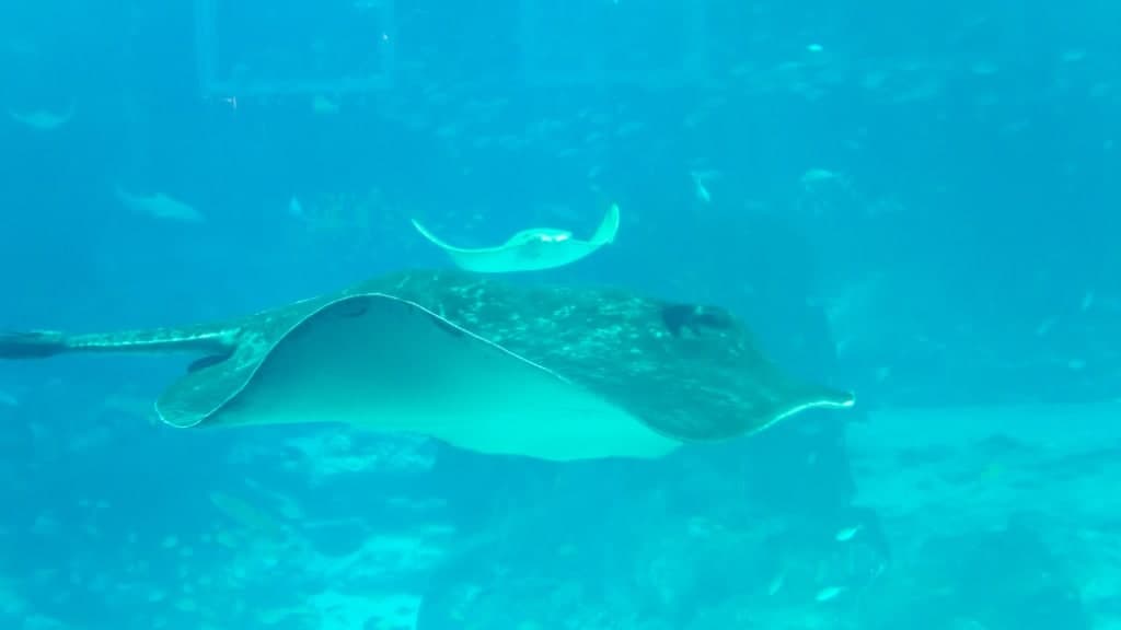 S.E.A. Aquarium: Dive into the Depths of the Ocean
