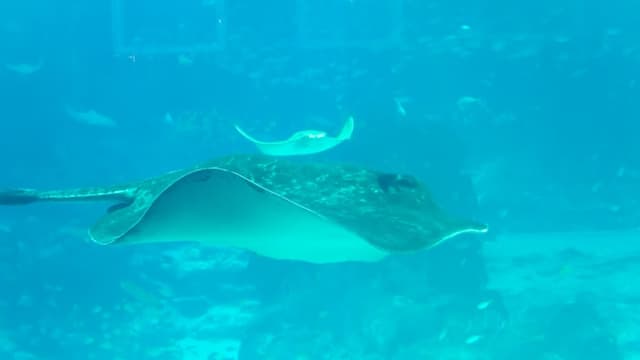 S.E.A. Aquarium