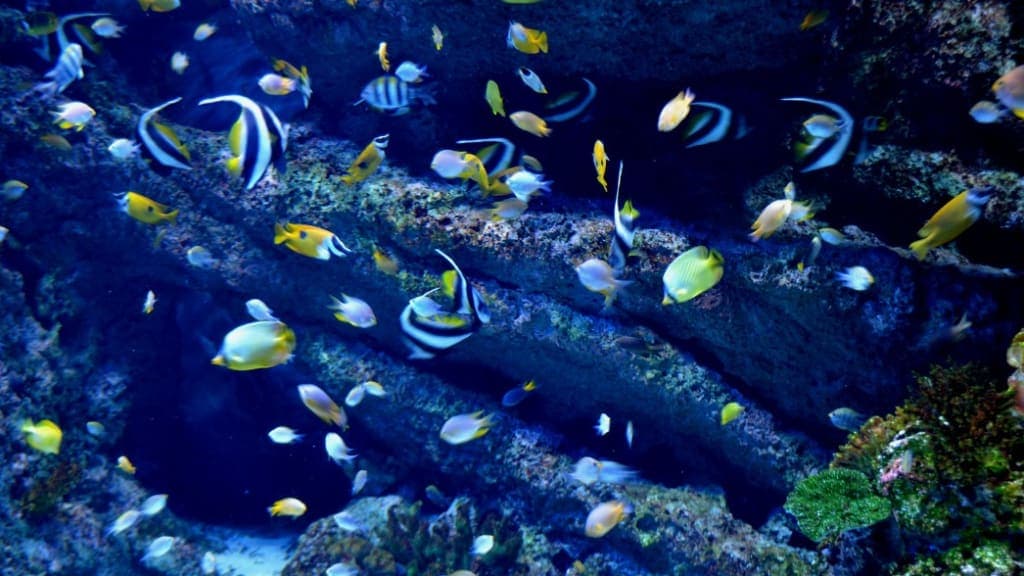S.E.A. Aquarium: Dive into the Depths of the Ocean