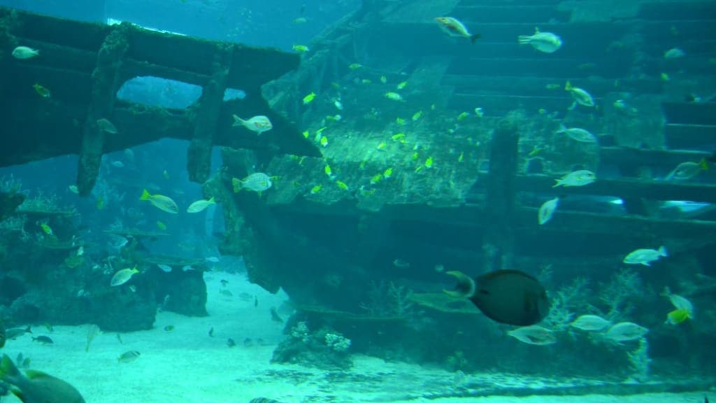 S.E.A. Aquarium: Dive into the Depths of the Ocean
