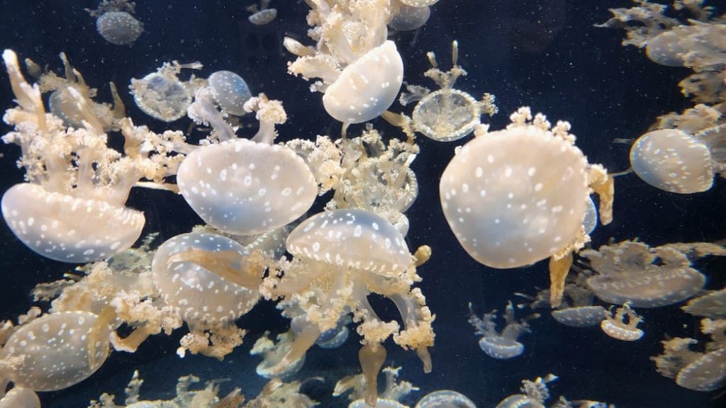 S.E.A. Aquarium: Dive into the Depths of the Ocean